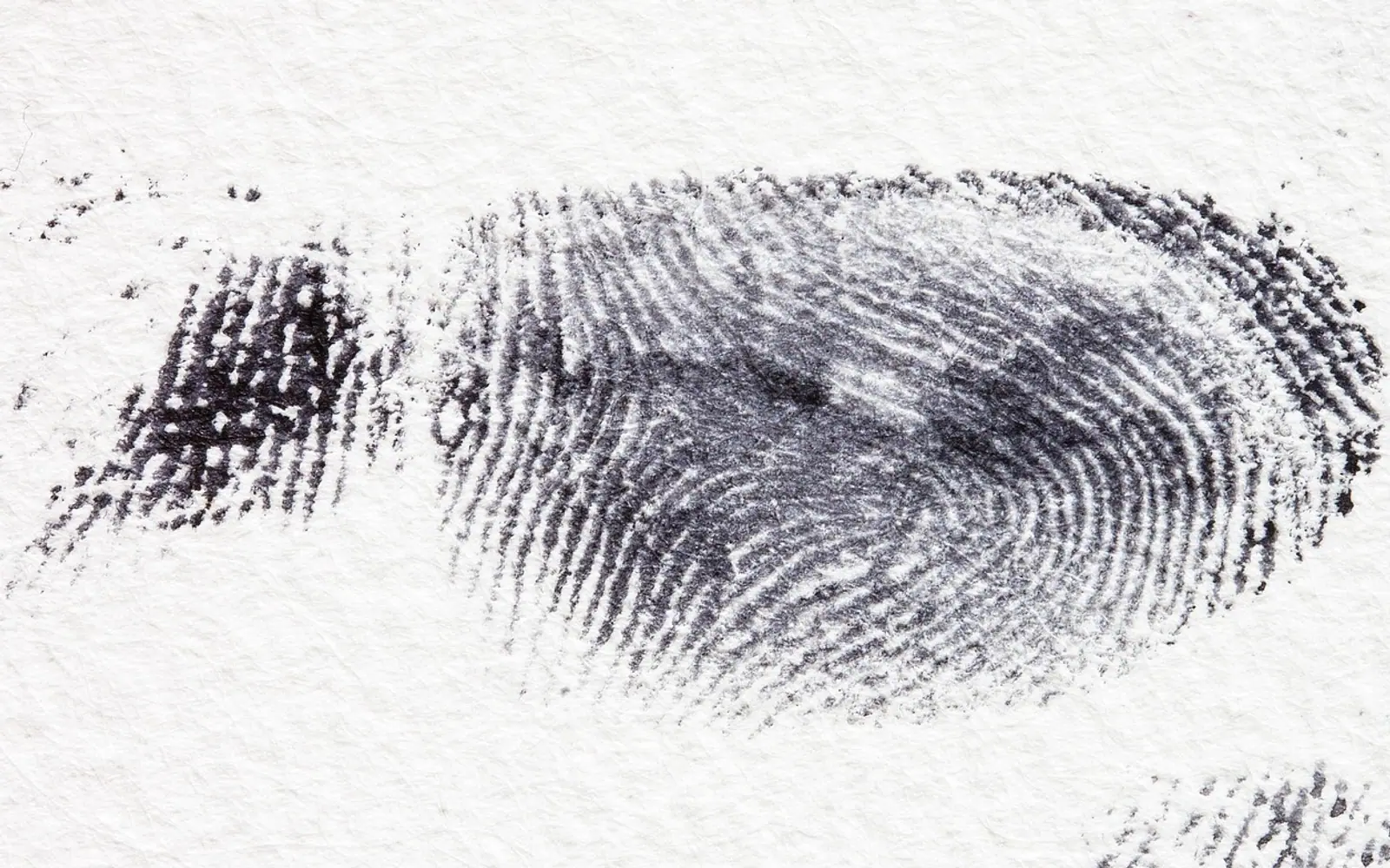 Fingerprint, dactylogram and papillary ridges